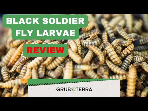 Grub Terra Black Soldier Fly Review  |  A VERY Hon Let's check out the Black Soldier Fly larvae Grub Terra sent us.   
This is a 100% honest review and