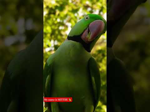 talking 🦜 मैं तोता मैं तोता 🦜 #funny #birds #cute #peacock #nature #parrot #shorts