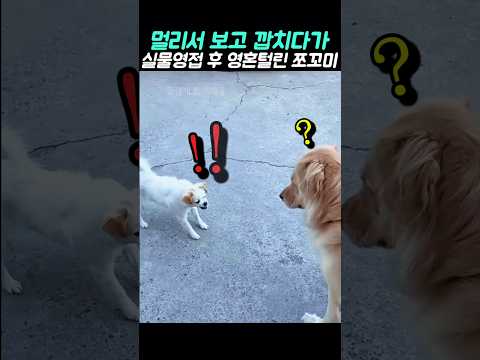 멀리서 보고 깝치다가 실물영접 <strong>후</strong> 영혼 털린 쪼꼬미