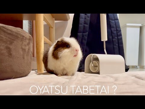 モルモットは人間とコミュニケーションを取れる生き物🙄【オヤツ11月まとめ】 Negotiating treats with humans and guinea pigs