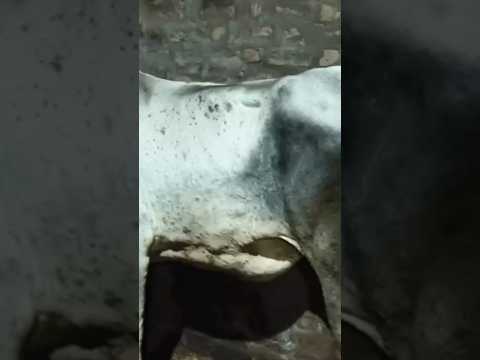 LSD in cow inj dcr 5gm inj megludine 20ml inj avil 10ml inj redima 10ml