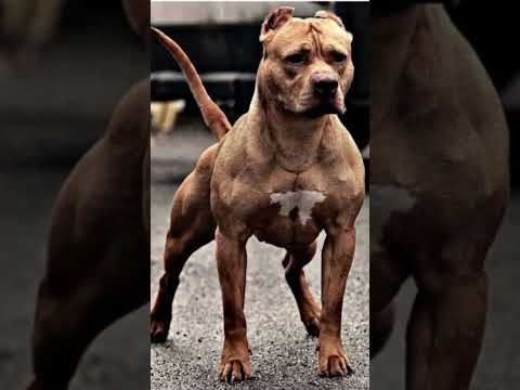 #pitbull #dogbreed #online #foryou 20k complete 😘