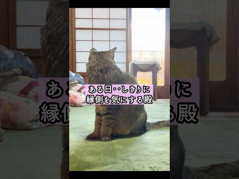 元野良猫の前にカメムシが現れるとこうなる…笑 #野良猫 #かわいい #猫ッチョファミリー