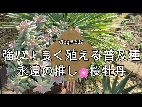 【Vlog689】【多肉植物】強くて良く殖える普及種！永遠の推し🌸桜牡丹【葉挿し】【挿し芽でふやす】