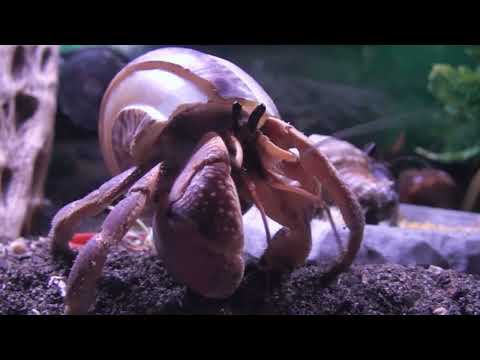 Hermit Crab Relaxing Peacefully