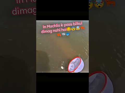 machlio🐠🐟 k pass bilkul dimag nhi hota 😂😂#viral #viralshorts