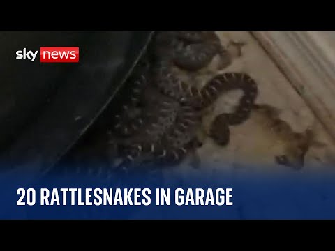 Man finds 20 rattlesnakes in his garage