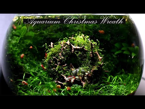 Let's Make an Aquarium Christmas Wreath I had a lot of fun making an Aquarium Christmas Tree last year so I decided to make something for th