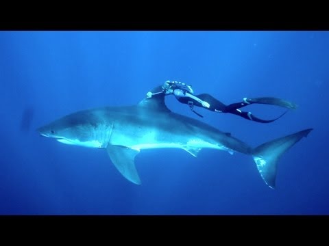 GoPro: Ocean Ramsey and a Great White Shark - UCqhnX4jA0A5paNd1v-zEysw