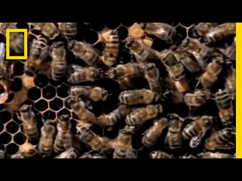 Afrika Katil Arıları