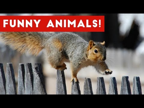 Funniest Pet Clips, Bloopers & Moments Caught On Tape 2017 | Funny Pet Videos - UCYK1TyKyMxyDQU8c6zF8ltg