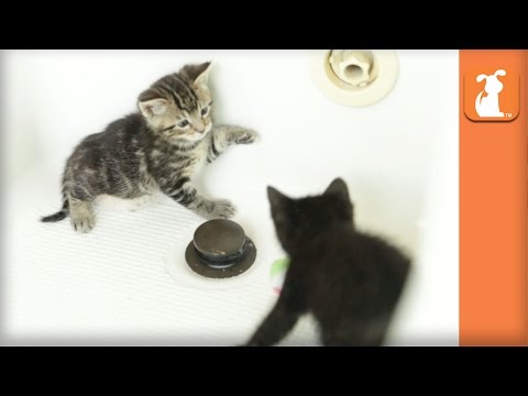 Two Kittens Fight In A Bathtub, Kitten Royale - Kitten Love - UCPIvT-zcQl2H0vabdXJGcpg