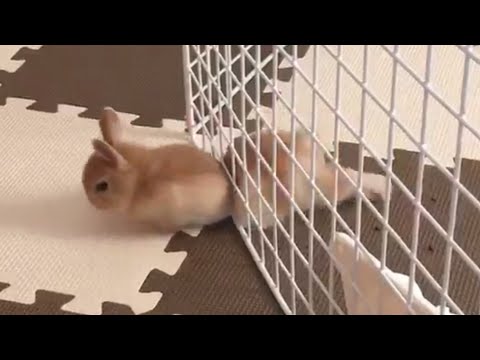 Pet Escape Artists | Funny Pet Video Compilation - UCPIvT-zcQl2H0vabdXJGcpg