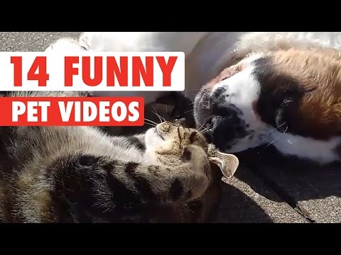 14 Funny Pet Videos Compilation 2016 - UCPIvT-zcQl2H0vabdXJGcpg