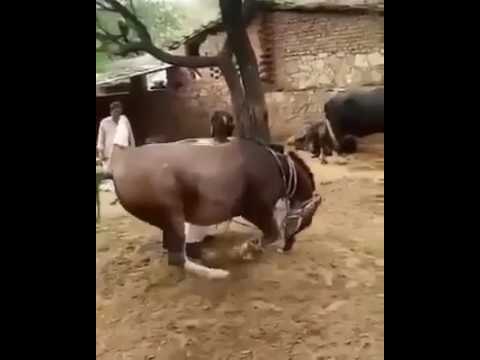 Check The Talent Of This Horse