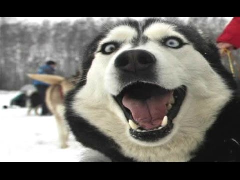 Husky Dogs And Puppies - A Funny Videos And Cute Videos Compilation 2016 - UCCLFxVP-PFDk7yZj208aAgg