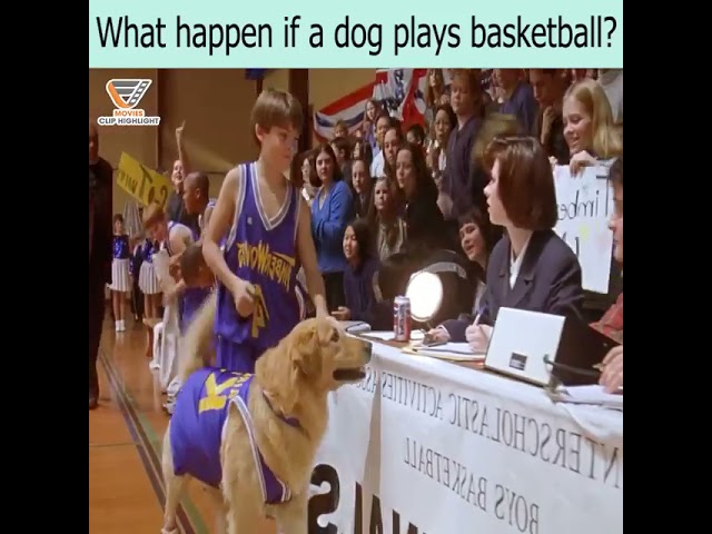Bobo the Basketball Playing Dog
