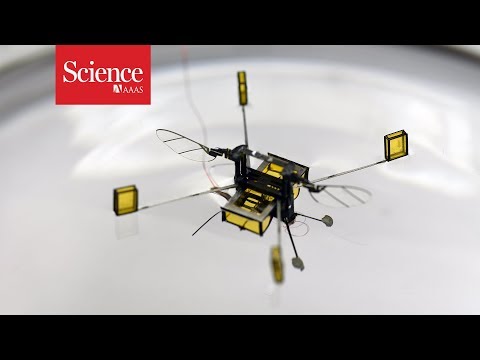 These ‘robo-bees’ can dive, swim, and jump - UCv0aU2eKry3kdSTnFa8QAWA