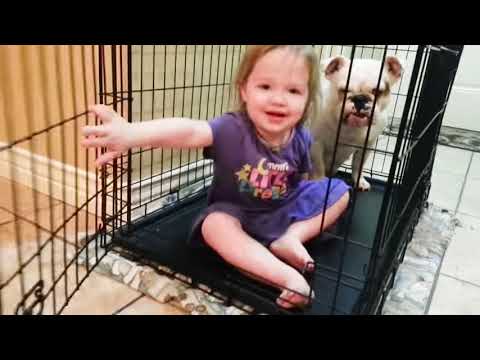 Cute Dogs and Babies are Best Friends - Dogs Babysitting Babies Video