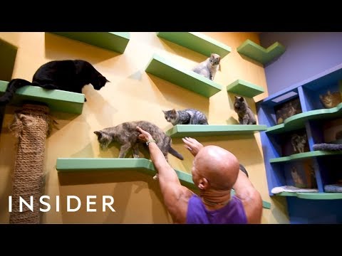 WATCH #Inspiration | California Home Customized With Playgrounds For 24 Rescue Cats #Interesting #Special