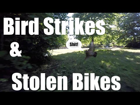 HPIGUY | Bird Strikes & Stolen Bikes - Afternoon Vortex Fun - ImmersionRC - UCx-N0_88kHd-Ht_E5eRZ2YQ