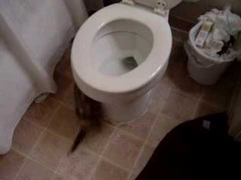 Ferrets Jump On Top Of Toliet - UCTs-d2DgyuJVRICivxe2Ktg