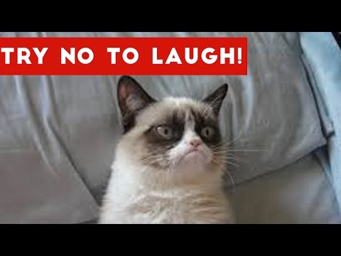 Try Not To Laugh At This Funny Cat Video Compilation | Funny Pet Videos - UCYK1TyKyMxyDQU8c6zF8ltg