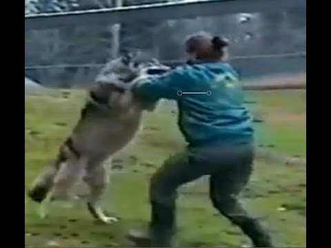 Wolf attacks the zoo keeper!!! - UCI-mqa072aPsYSijI3pzxzw