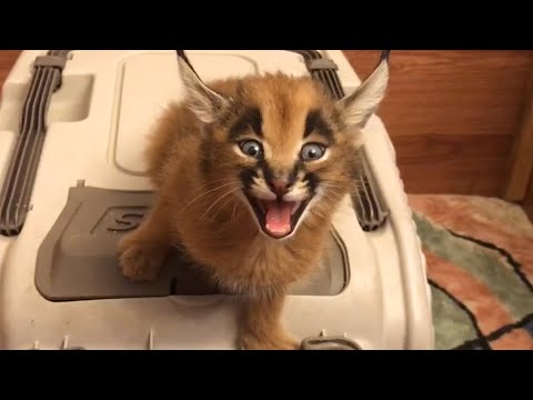 Vocal Cats | Funny Kitten Video Pet Compilation 2017 - UCPIvT-zcQl2H0vabdXJGcpg