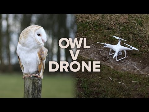 Barn owl vs. DJI drone: Which is the ultimate flyer? - UCOmcA3f_RrH6b9NmcNa4tdg