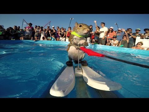 GoPro: Twiggy the Waterskiing Squirrel - UCqhnX4jA0A5paNd1v-zEysw