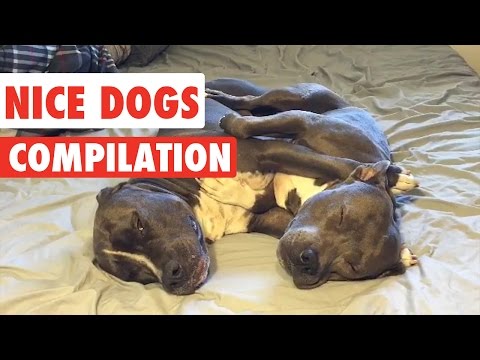 Nice Dogs Video Compilation 2016 - UCPIvT-zcQl2H0vabdXJGcpg