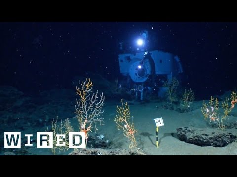 The Alvin Submarine Part 2: Incredible Views On-Board the Deep-Sea Vessel​ - UCftwRNsjfRo08xYE31tkiyw