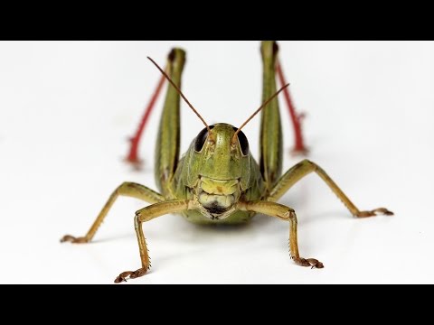 Consumer Reports Experts Taste Test 3 Cricket Foods - UCOClvgLYa7g75eIaTdwj_vg