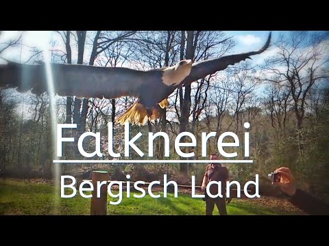 Falknerei // falconry // Bergisch Land // http://www.falknerei-bergischland.de/ - UCNWVhopT5VjgRdDspxW2IYQ