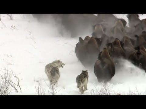 Best Wild Animal Chases | Top 5 | BBC Earth - UCwmZiChSryoWQCZMIQezgTg