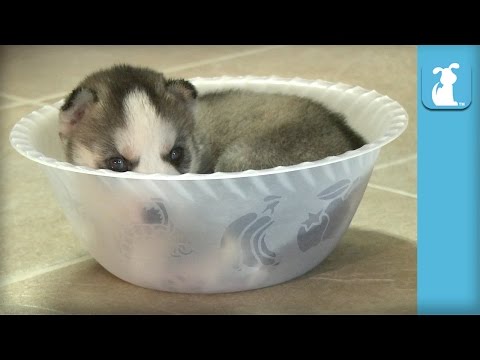 Tiny Husky Puppy Can't Get Out Of Tiny Bowl - Puppy Love - UCPIvT-zcQl2H0vabdXJGcpg