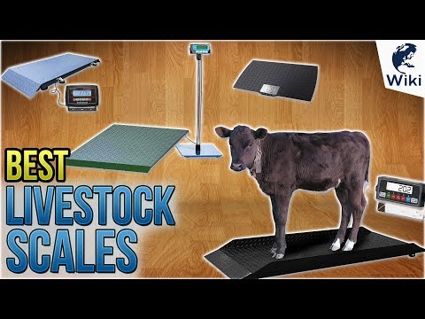 10 Best Livestock Scales 2018 - UCXAHpX2xDhmjqtA-ANgsGmw