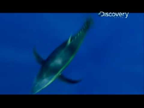 Shark Week- Mako Shark's Speed - UCqOoboPm3uhY_YXhvhmL-WA