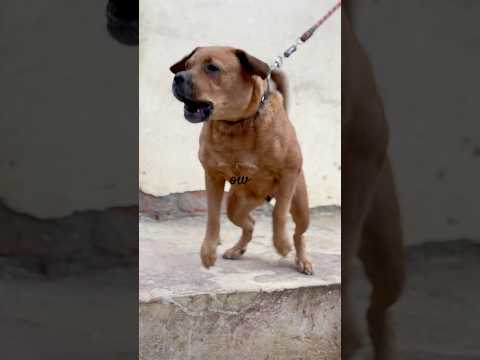 Dog sound || Dog barking sound || #shorts #dailyshorts #trendingshorts #viralshorts