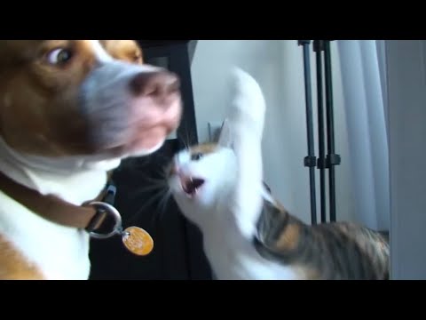Deadly Cats Video Compilation 2017 - UCPIvT-zcQl2H0vabdXJGcpg