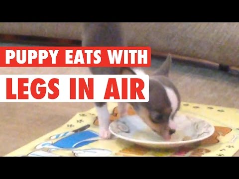 Levitating Pup || Puppy Levitates When Eating - UCPIvT-zcQl2H0vabdXJGcpg