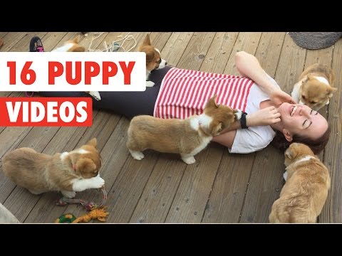 16 Funny Puppy Videos Compilation 2016 - UCPIvT-zcQl2H0vabdXJGcpg
