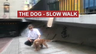 The Dog - Slow Walk (Official Video)