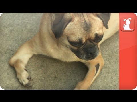 Unadoptables - Pug with broken legs needs home - UCPIvT-zcQl2H0vabdXJGcpg