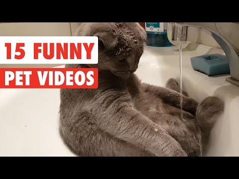 15 Funny Pet Videos Compilation 2016 - UCPIvT-zcQl2H0vabdXJGcpg