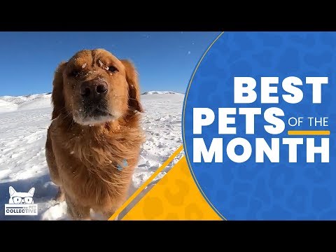 Best Pets of The Month | February 2019 - UCPIvT-zcQl2H0vabdXJGcpg