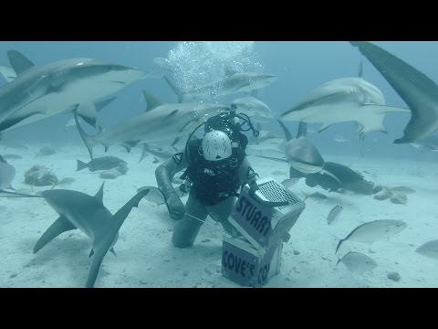 GoPro: Shark Feeding with Andy Casagrande in 2.7K 3D - UCqhnX4jA0A5paNd1v-zEysw