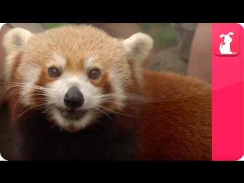 Bindi & Robert Irwin feature - Red Pandas (Yoddah and Pasang) - Growing Up Wild. - UCPIvT-zcQl2H0vabdXJGcpg