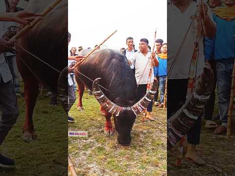 Morigaon gaon champ #shorts #trendingshorts #cow #bull #moh #mr_black